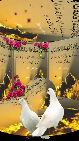 A post by @faridghulam42 on TikTok