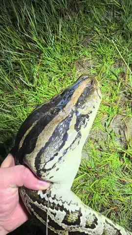 A post by @fishingarrett on TikTok caption: I yoinked the 20 footer! #snake#python#crazy#foryou#education#fyp#Everglades#professional#conservation#Wildlife#nature#yoink#viral#alligator#crocodile#raccoon