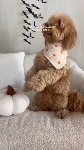 A post by @thedeluxepup on TikTok caption: fully embodying & enjoying pumpkin flavored stuff 🫡