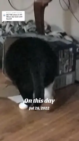A post by @mollythepandacatofficial on TikTok caption: #onthisday