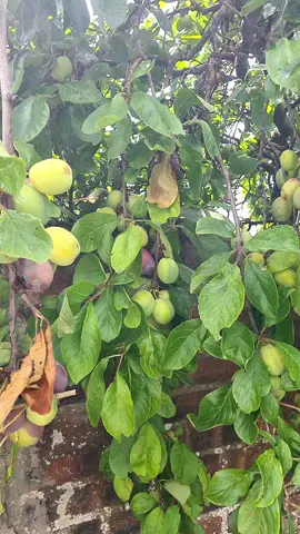 A post by @faridghulam42 on TikTok