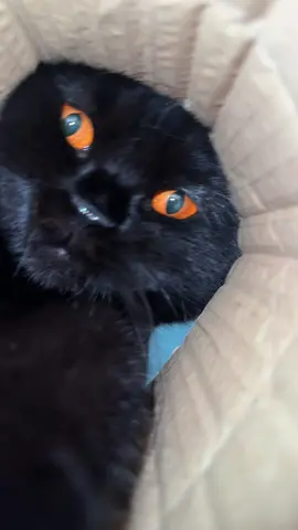 A post by @clementinemeows on TikTok caption: pov: you’re the last Pringle in the tube  #cat #orangeyes #voidcat 