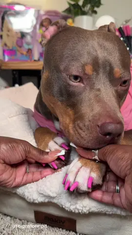 A post by @reignstormpit on TikTok caption: Lets do my dogs nails 💅🏾 💕  #asmr #asmrsounds #dogsoftiktok #doggrooming #cute #aesthetic #asmrvideo #foryou #viral #cutedog #pitbull #pink #dogcare 