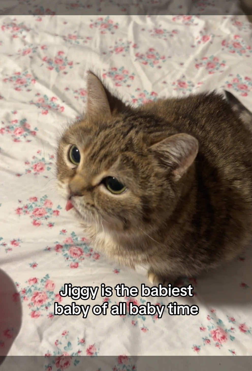 A post by @melodyandjiggy on TikTok caption: Dr. Jiggy Smalls with her two PHDs in the house 📜 #jiggysmalls #dwarfcat #jiggycat #foryouuuuu #virall #forupage #fypシ 