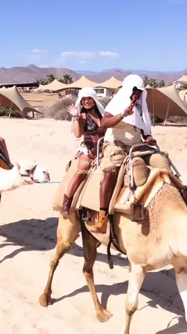 A post by @thatsyamin on TikTok caption: Cow girl on a camel is crazy 😂🐪 #fyp #camel #fup #fypシ 