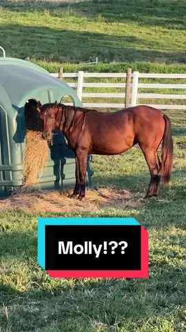 A post by @katievanslyke on TikTok caption: Why does my yearling look so grown!?!😅🐴 #yearling #aqhayearling #bayfilly 