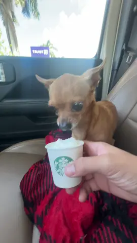 A post by @willytube on TikTok caption: My two best friends ❤️