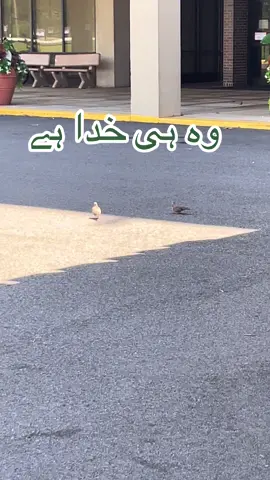 A post by @snobar_rajput on TikTok