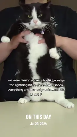 A post by @mollythepandacatofficial on TikTok caption: #onthisday