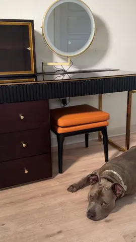 A post by @reignstormpit on TikTok caption: I got my dogs their own summer style vanity table. From @Povison_Official  It holds all their grooming supplies and gives the space a clean, elevated feel. So much storage. So much peace. 😍 #povisonofficial #readytolivein #povisonsummer #holidayfun #summeressentials #vanitytable #vanity #povisonfullyassembled 