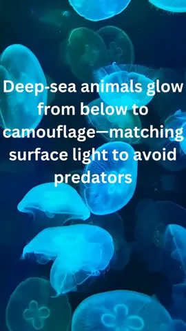 A post by @dropsknowledge on TikTok caption: Deep sea animals aim to avoid predators with camouflage #fentysuperbrandday #stem #learnontiktok #biology #tiktokedu 