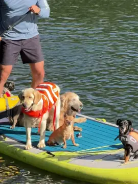 A post by @theasherhouse on TikTok caption: I like it, I love it, Butters refuses to wear a life jacket!