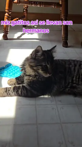 A post by @mayra_tri7 on TikTok caption: #creatorsearchinsights #misbebes 
