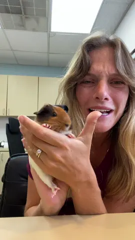 A post by @reprah_hannah on TikTok caption: I love dis pig #guineapig #pets #vetmed #foster #reddogfarm #adopt #babyanimals #babyguineapig 