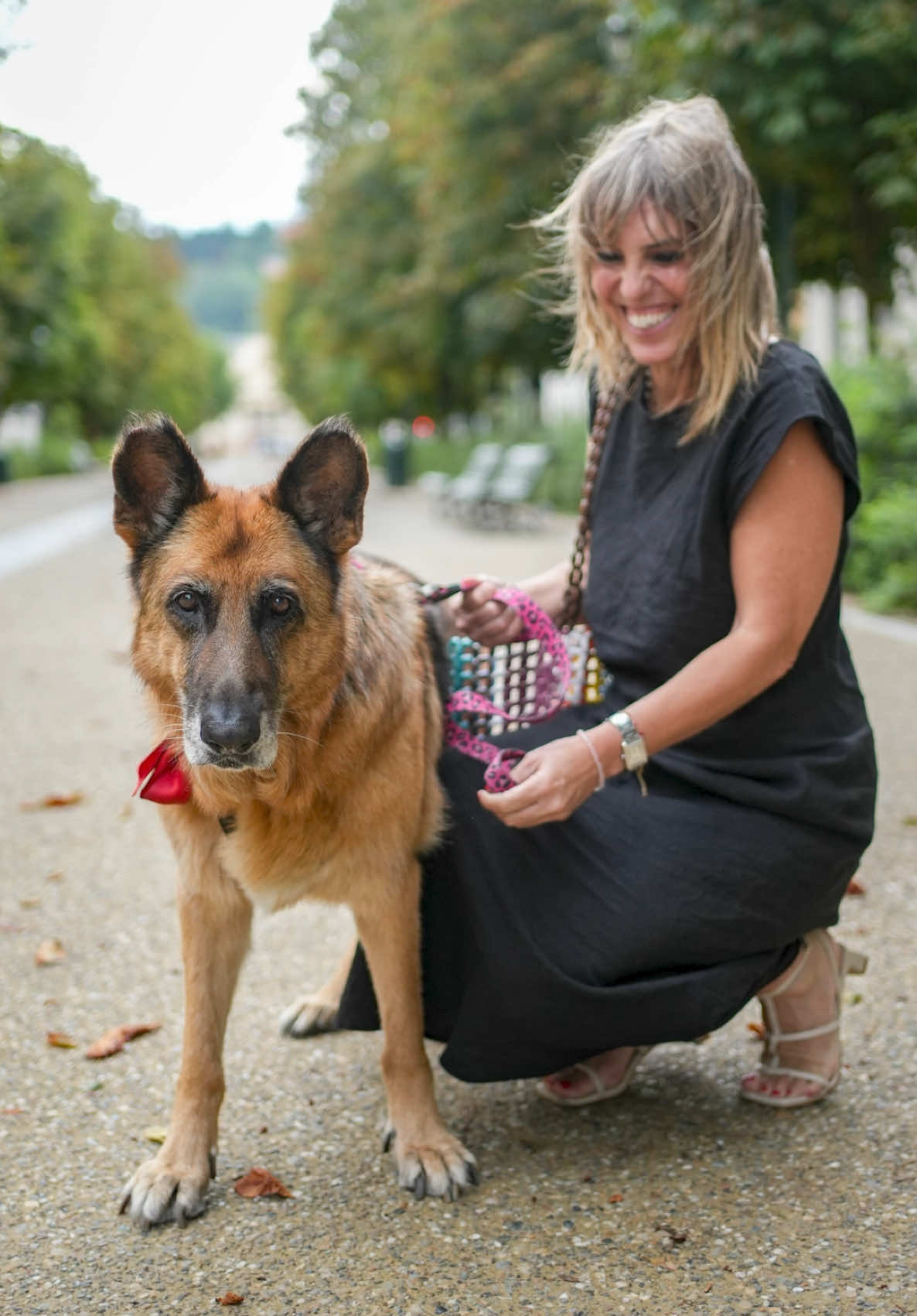 A post by @doggodaiily on TikTok caption: Si chiama Amira. Ha sette anni… o forse anche qualcosa in più. Non lo sappiamo con certezza, perché arriva dal canile. Anche se in canile, in realtà, c’è stata poco. Prima di arrivarci, viveva legata a una catena in un giardino. Nessuno le dava attenzioni, nessuno giocava con lei. Quando è arrivata da me, era un piccolo terremoto: saltava sui tavoli, non conosceva nulla. Era un po’ “incivile”, come dico sempre ridendo. Abbiamo fatto qualche lezione di addestramento, e nel giro di un mese si è trasformata. Vederla cambiare è stato bellissimo. Bastava guardarla quando vedeva una pallina: impazziva dalla gioia. E lì ho capito che, probabilmente, prima le palline poteva solo guardarle da lontano, magari mentre ci giocavano dei bambini. Ma non gliele lasciavano nemmeno toccare. Ora, quando ne vede una, smania. È come se recuperasse tutto quello che le è stato negato. E con il tempo ha preso fiducia. Si è calmata, si fida delle persone, degli altri cani… e anche di sé stessa. Amira è così: un cuore enorme che, appena gli dai una possibilità, si apre e ti travolge. ❤️ , #caniditorino #pastoretedesco 