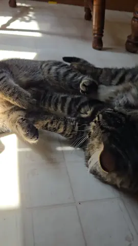 A post by @mayra_tri7 on TikTok caption: cats#creatorsearchinsights 