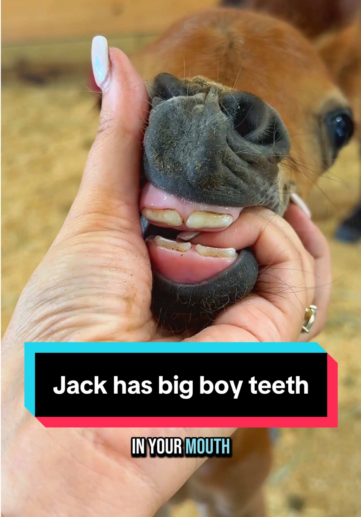 A post by @katievanslyke on TikTok caption: Jack has big boy teeth😅🐴 #minifoal #minifoalsoftiktok #babyhorse #minicolt #mareandfoal 