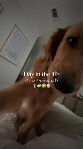 A post by @ on TikTok caption: Little asmr vibes I guess🙈  @Toaster🤎 - dog @stokcoldbrew - coffee @Chobani - creamer @PURINA - dog food @VSPINK - robe @Kitsch - headband @Clinique - moisturizer/under eye cream  @rhode skin - glazing milk @Clarins USA - double serum @Peter Thomas Roth Labs - cooling mist  @LIGHTSAVER - tinted SPF  @Colgate - toothpaste  @BÉIS - travel bag  @lululemon - keychain pouch @Brandon Lake - song @ Walton county police - TICKET @Siete Foods - tortilla chips  @the summer i turned pretty - SHOW🙈  #dayinthelife #ditl #skincare #skincareroutine #rhode #makeuproutine #Vlog #dailyvlog #tiktok #goldenretriever 