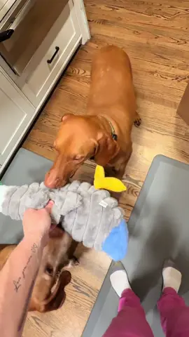 A post by @ladyspinedoc on TikTok caption: I am easily influenced 😆 @Chewy @Pawley 