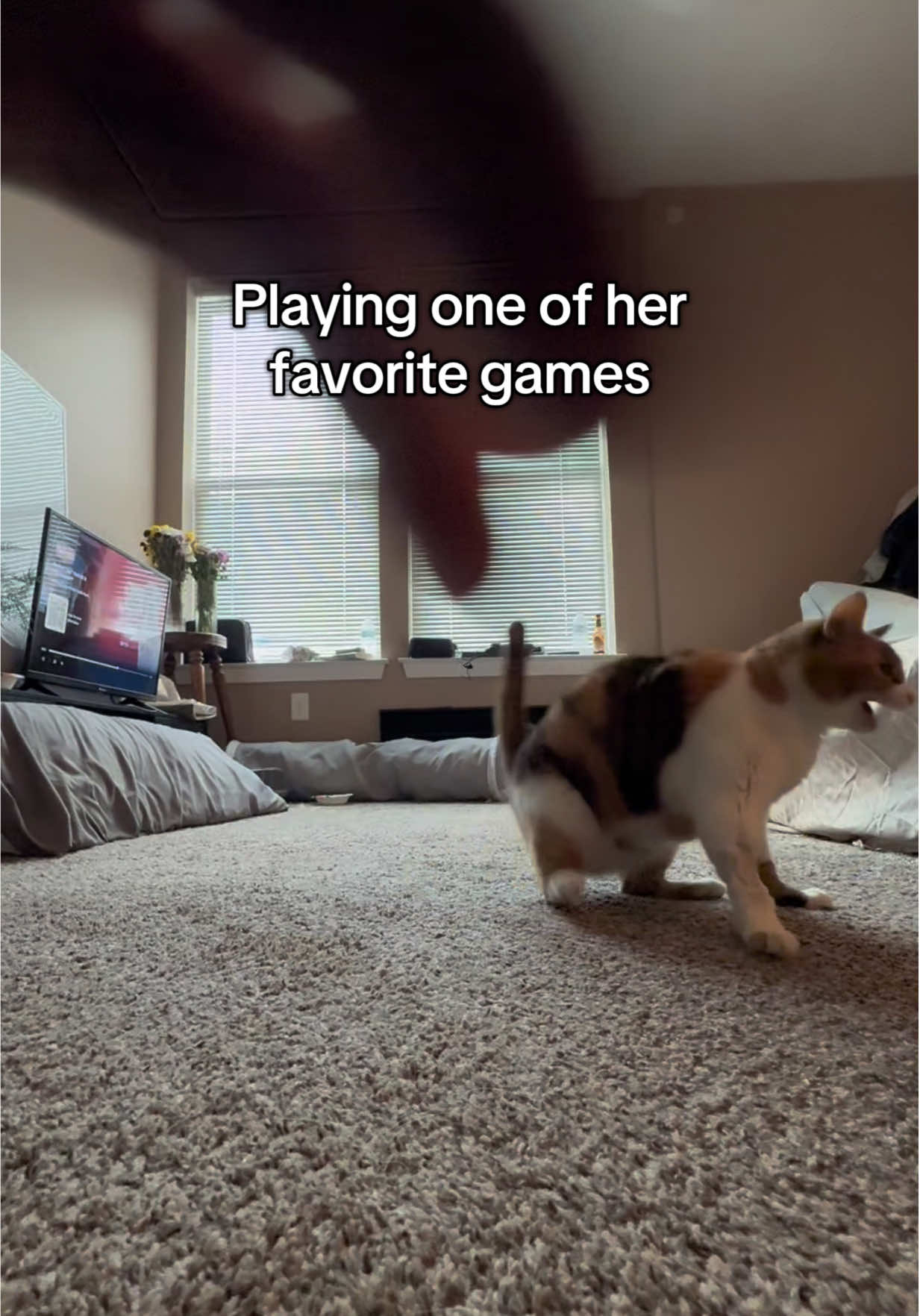 A post by @lifewithada on TikTok caption: She’s trying her best ❤️ #wobblycat #cerebellarhypoplasia #chcat #calicocat #calico #cutecat #cutepet #cute #foryoupage #fyp 