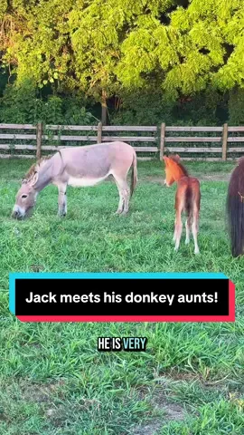 A post by @katievanslyke on TikTok caption: Jack meets his donkey aunts!🐴🫏 #minidonkey #minihorse #minifoal #minifarm 