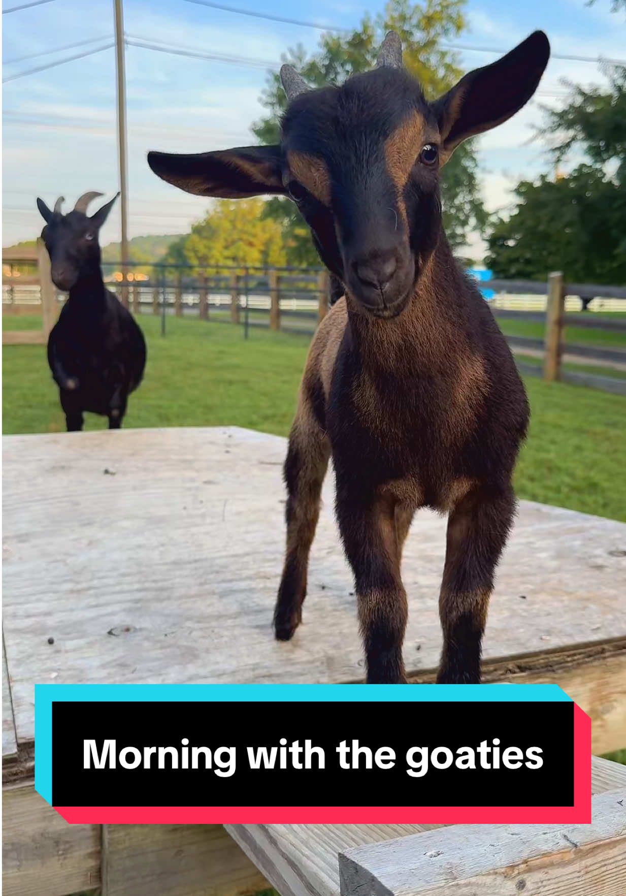 A post by @katievanslyke on TikTok caption: Morning with the Goaties!🐐 #minifarm #nigeriandwarfgoats #nigeriandwarfgoatsoftiktok 