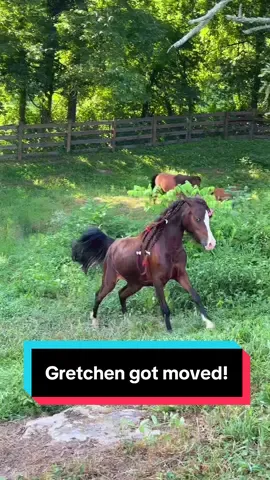 A post by @katievanslyke on TikTok caption: Gretchen joins the gang!🐴 #minifarm #minihorse #minihorsesoftiktok #minifoal #minidonkey 
