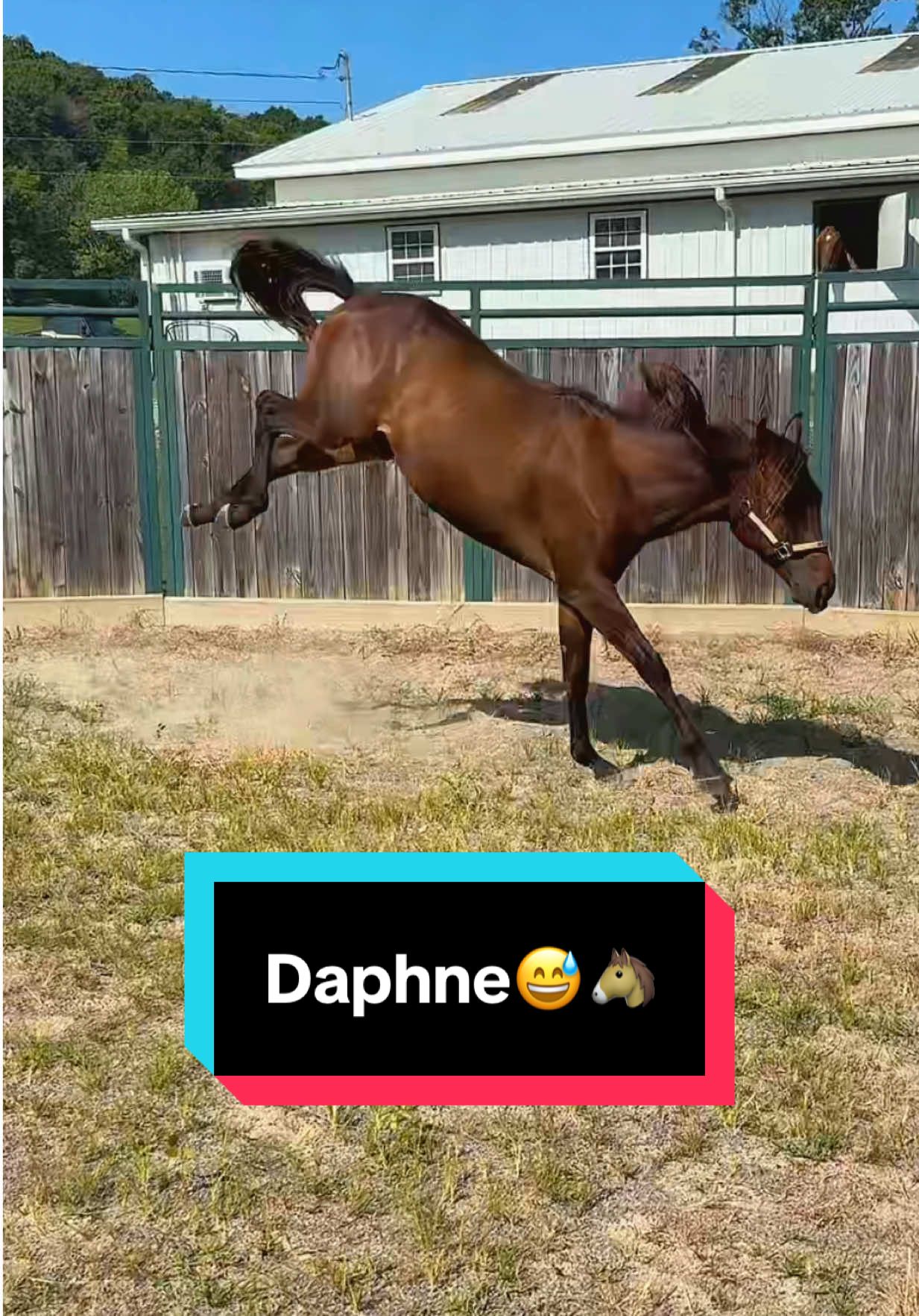 A post by @katievanslyke on TikTok caption: Daphne wanted no part in showing her talent off today😅🐴 #yearling #bayfilly #aqhafilly #hunterundersaddle #foalsof2024 