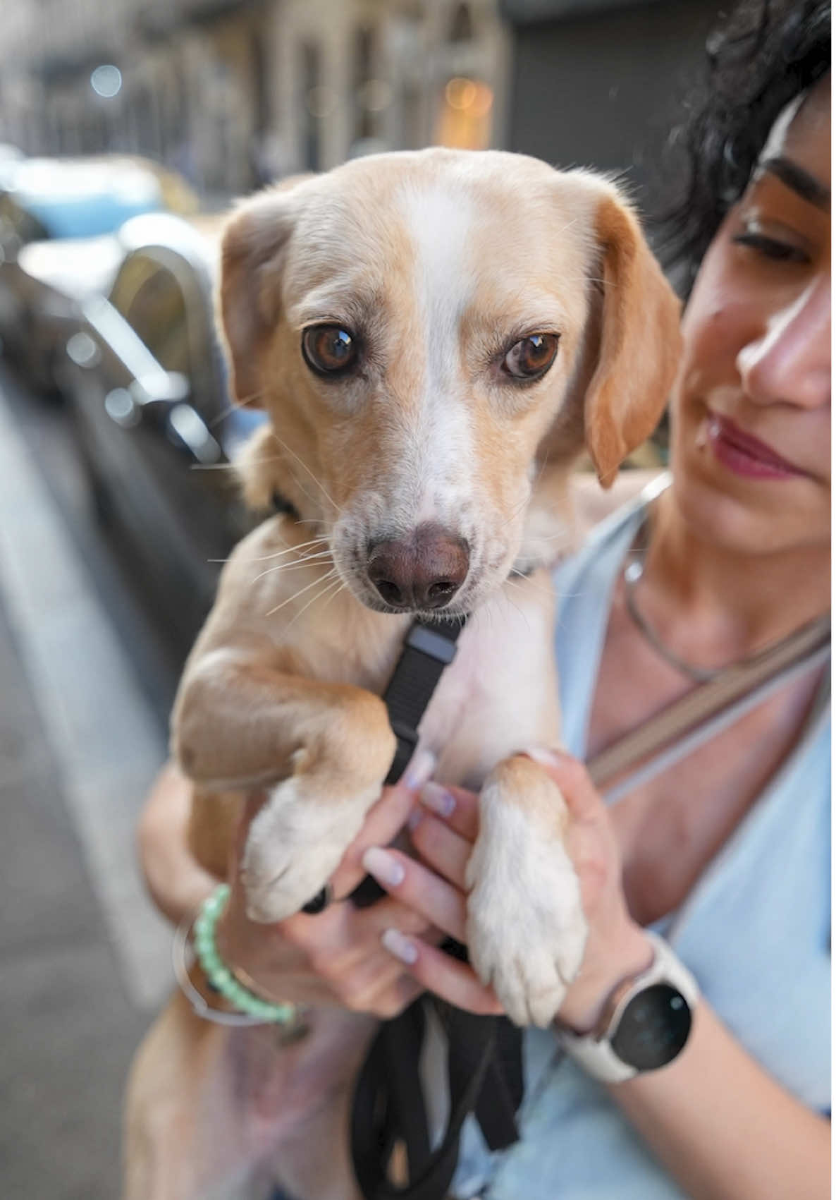 A post by @doggodaiily on TikTok caption: Lei è Lea, il cane più dolce del mondo… ma anche il più pauroso. È molto fobica, fragile, sensibile. Abbiamo fatto anche un percorso con un’educatrice cinofila, e alla fine lei mi ha detto una cosa che non dimenticherò mai: “Flavia, l’unica cosa che puoi fare è accettarla così com’è. Comprati una casa in campagna, e vivete tranquille. Non si può sempre cambiare tutto. I traumi restano, anche nei cani.” Lea non è una gran giocherellona, ma quando facciamo attività insieme si accende. Sa fare un sacco di cose: seduto, zampa, piccoli esercizi da circo. Impara con una velocità impressionante, anche senza premi. Le basta la gratificazione, il sapere che stiamo facendo qualcosa insieme. È felicissima così. Certo, fare una foto a Lea è una sfida: non guarda mai l’obiettivo! Ma è unica. Forse il cane più difficile da fotografare… ma anche il più vero. ❤️ #caniditorino