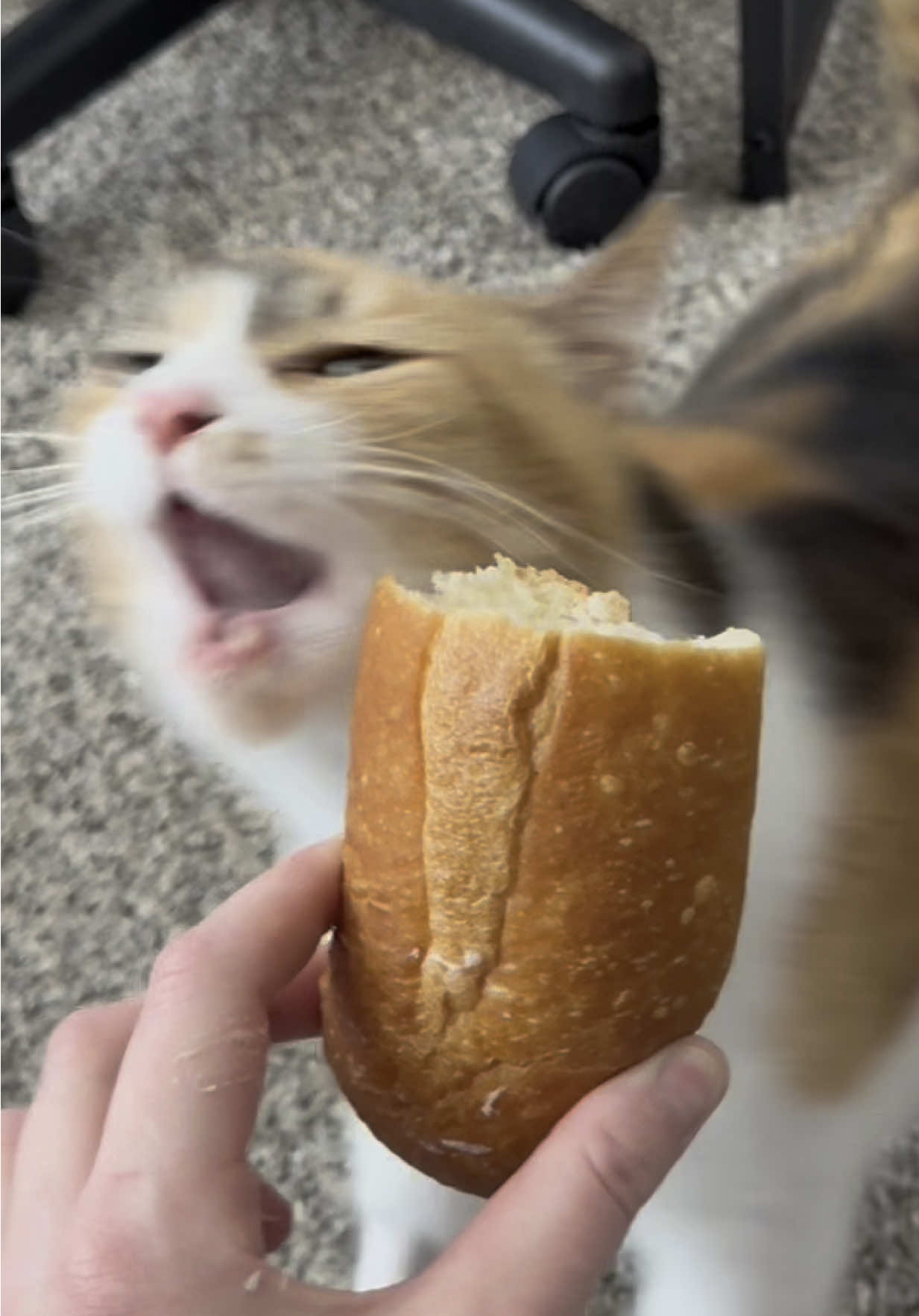 A post by @lifewithada on TikTok caption: Comfort carbs 🥖  #wobblycat #cerebellarhypoplasia #chcat #calicocat #cutecatsoftiktok #breadtok #cattok #comfortfood #foryoupage #fyp 