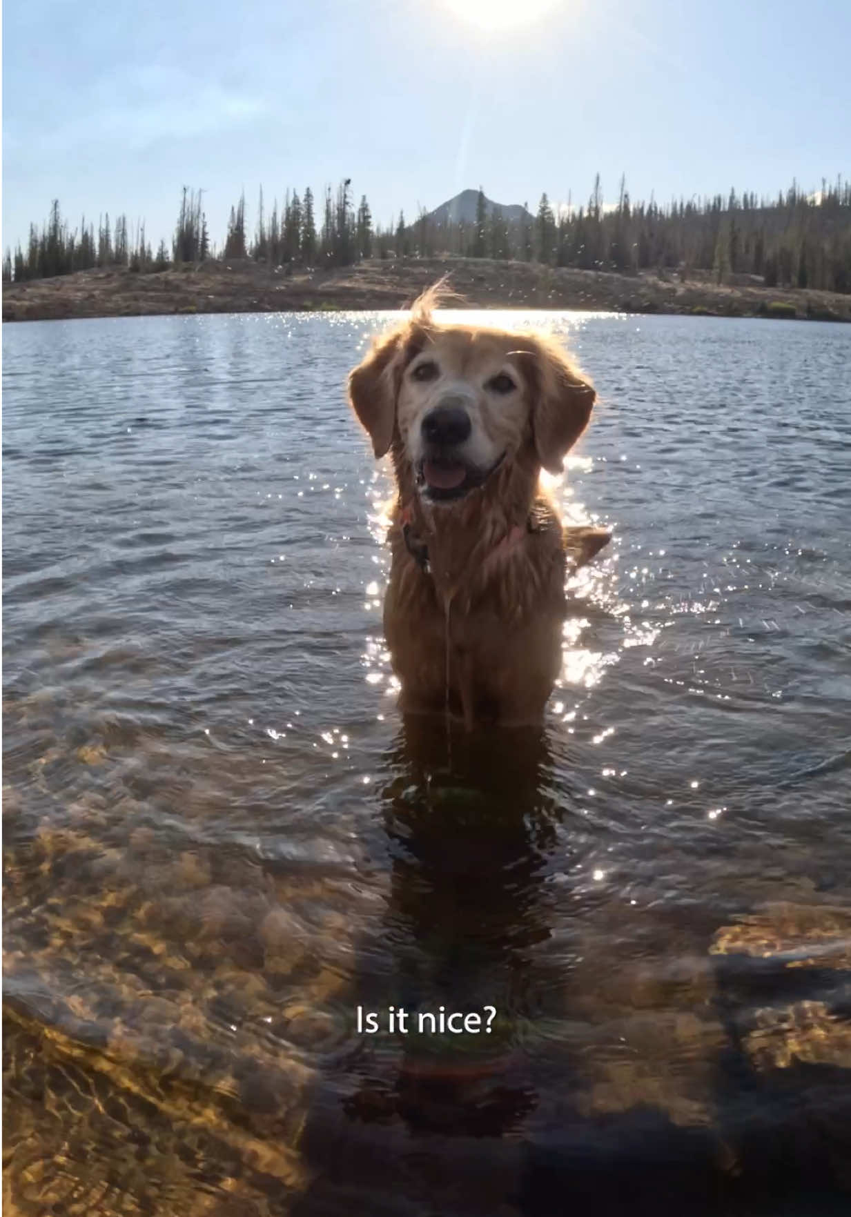 A post by @adventuringwithnala on TikTok caption: The amount of joy it brings me to watch Nala run free in the mountains and lakes is truly immeasurable 🥰