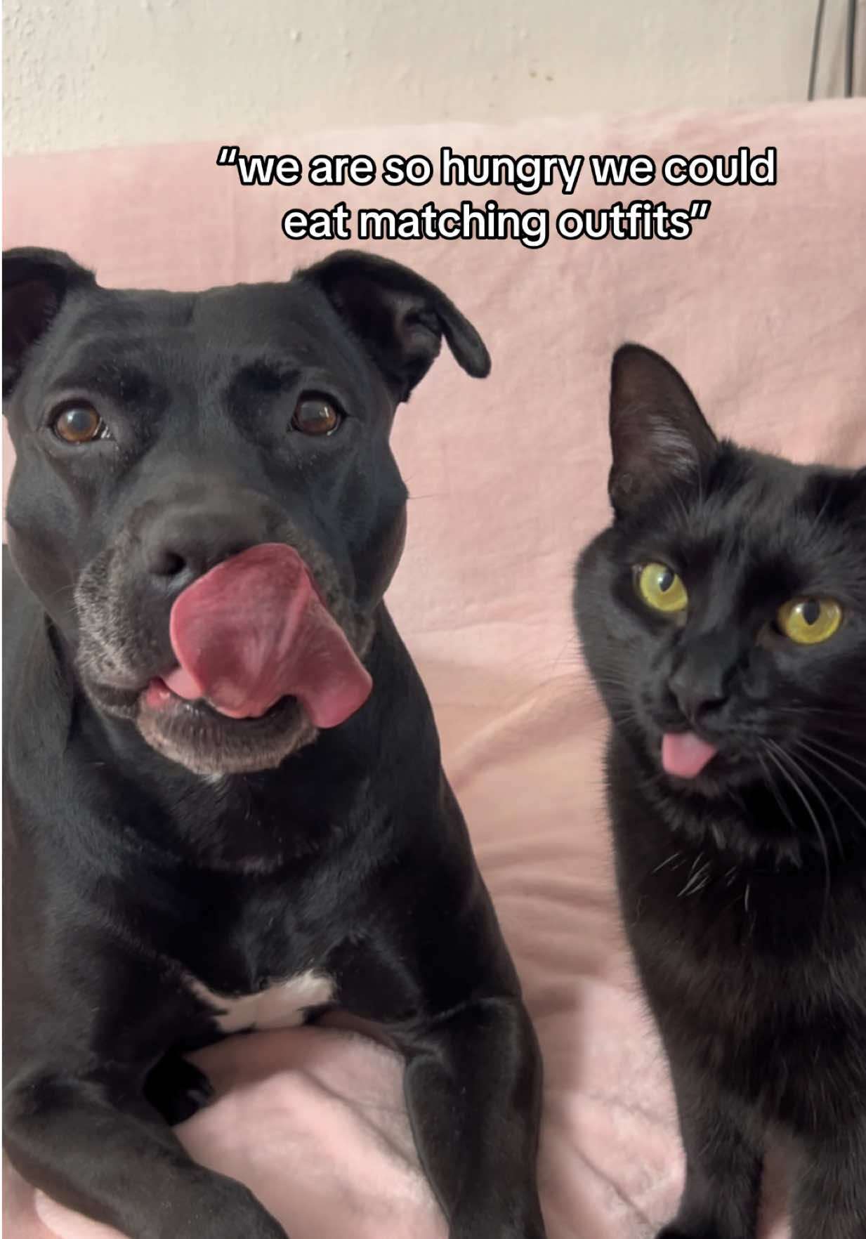 A post by @ on TikTok caption: they ate, respectfully 😌 🎀double bows by me @Wildly Cute Bows  🤍beaded collars by @Hypnotic Dog 