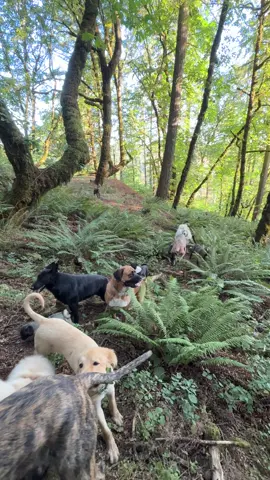 A post by @theasherhouse on TikTok caption: Beautiful ❤️