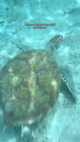 A post by @karlijn_s on TikTok caption: Laaatste cura filmpje, echt omg GE WEL DIG 🐢🐢🌺🌺🌞🍸🍊🍊🩵🩵🩵 #curacao #vakantie #cura #riptide #curacaotips #curarecap #advertentie #zomer #curacaotiktok 