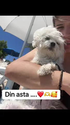 A post by @alexandrage7 on TikTok caption: #totulmeu♥️♥️♥️♥️♥️♥️♥️ Dragi iubitori de animale, Vara este un anotimp al bucuriei, al ieșirilor în natură, al vacanțelor cu cei dragi — inclusiv cu animalele noastre. Dar ieri am trăit ceva care m-a făcut să înțeleg cât de fragili pot fi prietenii noștri necuvântători… și cât de important este să fim pregătiți. Am petrecut o zi superbă la mare cu câinele meu. Părea fericit, juca în nisip, mirosea tot, era plin de viață. Dar într-o clipă, totul s-a schimbat. Din senin, a căzut jos. Nu mai răspundea. Avea limbuța afară, ochii mari deschiși și respira greu. Am fugit cu el la veterinar. Erau doar 900 de metri până la cabinet, dar în acele momente au părut kilometri. Fiecare pas era o luptă cu panica, cu vinovăția, cu spaima că l-aș putea pierde. Diagnosticul: insolație severă. A fost un șoc. Pentru că nu mi-am imaginat că o zi obișnuită la plajă — cu tot ce părea „normal” — putea deveni atât de periculoasă. Am avut noroc. Dar nu toți îl au. Și de aceea vă spun: Dragostea înseamnă și grijă. 🔹 Nu neglijați semnele: gâfâit intens, slăbiciune, salivare. 🔹 Nu vă bazați pe ideea că „rezistă, că e doar un câine”. 🔹 Oferiți-le umbră, apă, pauze dese. 🔹 Evitați orele de vârf — plimbările de la prânz pot fi letale. Animalele noastre nu pot cere ajutor. Dar noi putem învăța să le protejăm. Nu așteptați să trăiți o sperietură ca a mea ca să realizați cât de repede se poate întâmpla o tragedie. Vara nu e periculoasă. Nepăsarea este. Să iubim cu responsabilitate. Să fim stăpâni prezenți, nu doar afectuoși. Pentru că fiecare clipă cu ei e un dar — și e datoria noastră să le-o facem sigură. Vă mulțumesc! 💕 