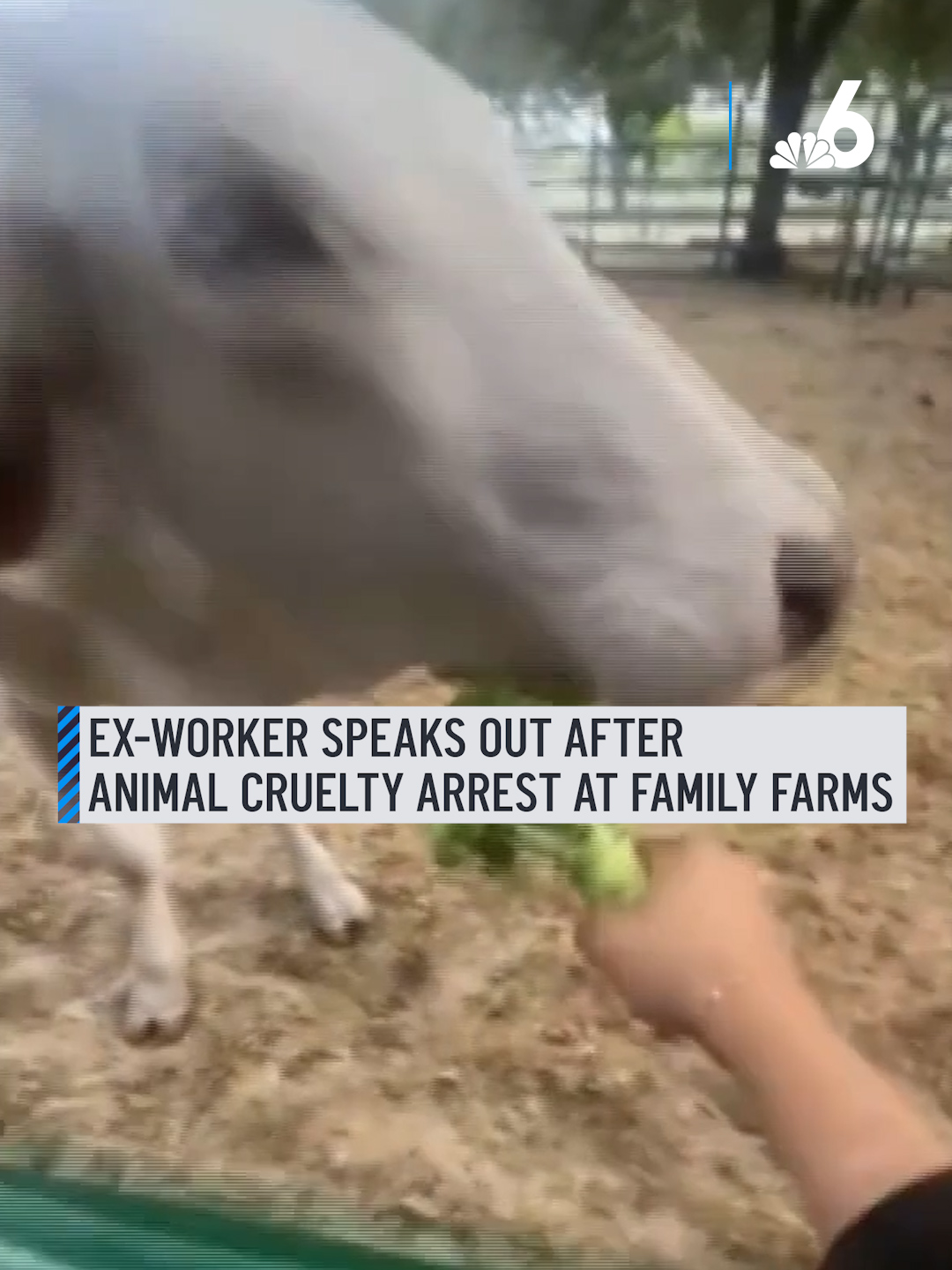 A post by @nbcsouthflorida on TikTok caption: A former Family Farms worker says animals endured chronic neglect, including underfed cows forced to rely on patrons’ food, muddy pens with little hay, and a noticeable absence of veterinary care — all coming to light after the owner was arrested on 16 animal cruelty charges.  #animalcruelty #FamilyFarms #DavieFlorida #NBCMiami #neglect #rescues #wildlifeprotection