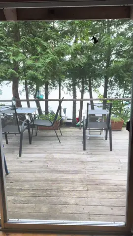 A post by @antiplasticlady on TikTok caption: I rescued a hummingbird that got trapped in our cabin 😢😢🥰🥰 