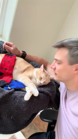 A post by @jacqueszewhipper on TikTok caption: Apparently, Scipio didn’t feel like cooperating and giving me the LITERAL FIVE SECOND SHOT I NEED TO FINISH A PROJECT.  But hey, he likes the cat toy!  All from @Emberglow Gaming  #cats #socks #cattoys #catsoftiktok #jacqueszewhipper #orangecat 