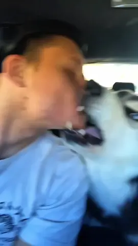 A post by @funny.pets____ on TikTok caption: Funny animals 😂😂  #pet #cat #dog #cute #animals #foryou #typ