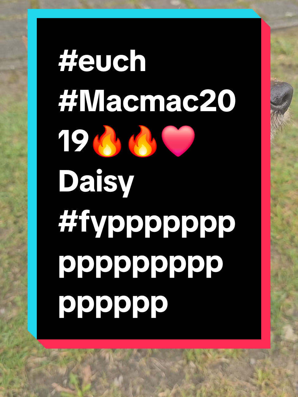 A post by @macmac2019 on TikTok caption: #euch #Macmac2019🔥🔥❤Daisy #fypppppppppppppppppppppp @Kevin de Bruyne 2025 @Harald @celina @🆁🅾🅽🅽🆈 "🆁🅾🅽🅽🆂🅲🅷🅴" @Daniel Waldemar @KitchenWork @🚚🚚🚚🚚 Gorilla 🚚🚚🚚🚚🚚🚚 @waechter 63 @Andreas Schön 