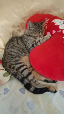 A post by @cameliaromasc on TikTok