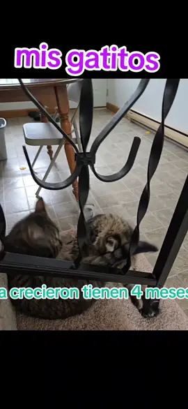 A post by @mayra_tri7 on TikTok caption: #creatorsearchinsights #creatorsearchinsights 