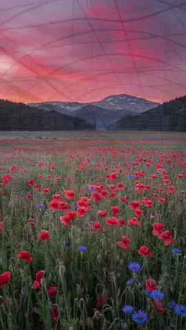 A post by @ionelbrenda on TikTok