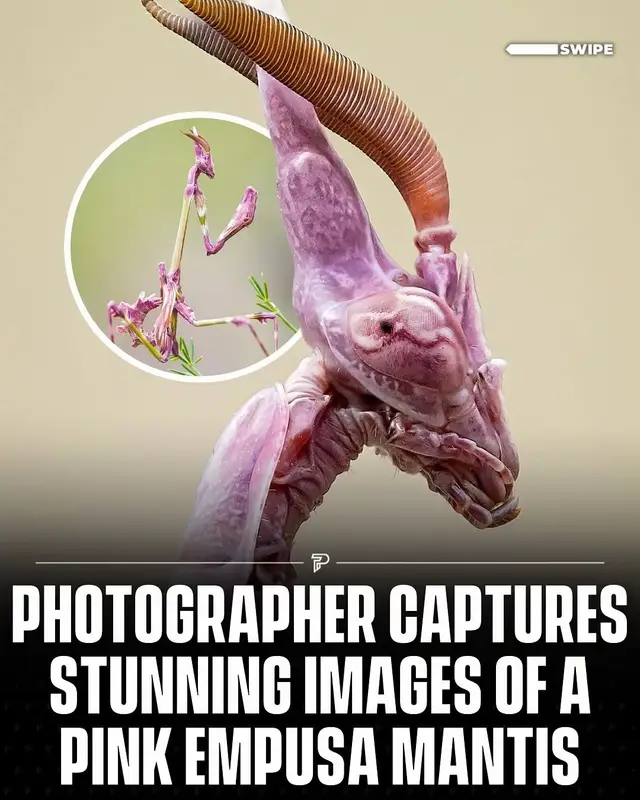 A post by @pubity on TikTok caption: Check out these stunning images of a pink empusa mantis (Empusa pennata), native to Southern Europe, North Africa and the Middle East. #RoadTo19M #Pubity  (📸: IG/@malbafont_macrophotography)