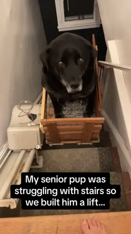 A post by @pubity on TikTok caption: This way he can still get cuddles in bed 🐶🥹 #RoadTo19M #Pubity  (Kelsey P via ViralHog)