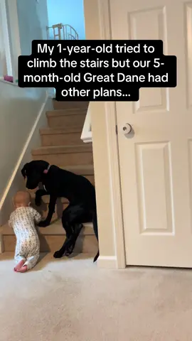 A post by @pubity on TikTok caption: “YOU SHALL NOT PASSSSS” 🐶🐾 #RoadTo19M #Pubity #dogs #babies  (Hannah Searfoss via ViralHogh