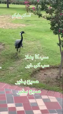 A post by @snobar_rajput on TikTok