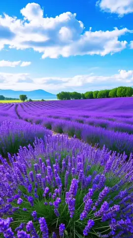 A post by @p.begam2020 on TikTok