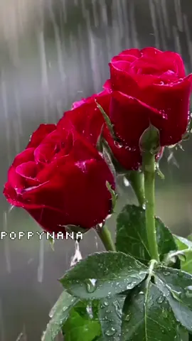 A post by @poppynanalovefamily on TikTok